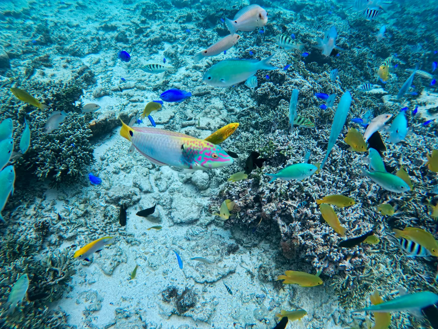 色鮮やかな熱帯魚が群れるサンゴ礁