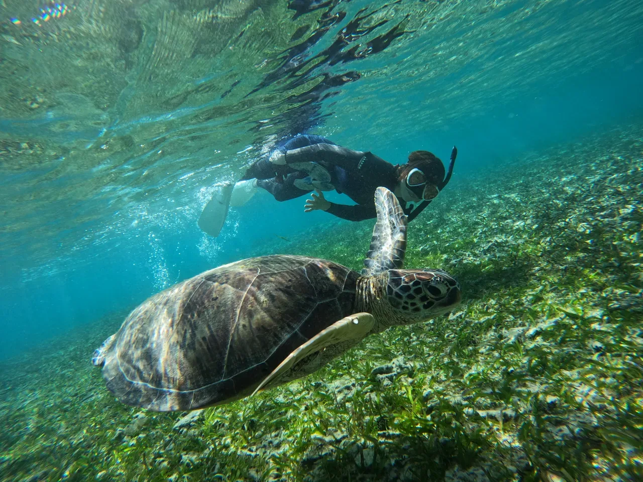 那覇近海ウミガメシュノーケル